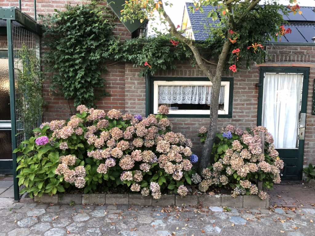 hortensia's